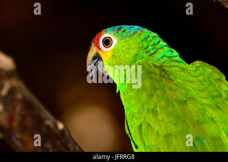 Rot-orientieren Amazon oder rot-orientieren Papageien (Amazona Autumnalis), close-up grün Bokeh Hintergrund. Stockfoto