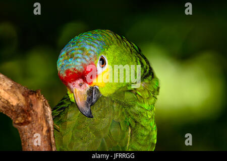 Rot-orientieren Amazon oder rot-orientieren Papageien (Amazona Autumnalis), Nahaufnahme des Gesichts. Grüne Bokeh Hintergrund. Stockfoto