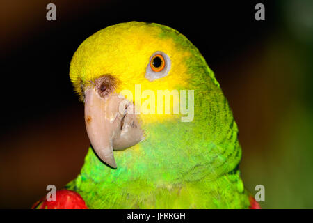 Unter der Leitung von gelb Amazon (Amazona Oratrix), Nahaufnahme des Gesichts, Augen. Bokeh Hintergrund. Stockfoto