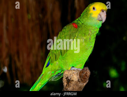 Unter der Leitung von gelb Amazon (Amazona Oratrix), vollständiges Profil anzeigen. Bokeh Hintergrund. Stockfoto