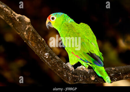 Rot-orientieren Amazon oder rot-orientieren Papageien (Amazona Autumnalis), grüne Bokeh Hintergrund. Stockfoto