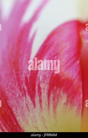 Tulpe Blütenblatt Textur Makroaufnahme mit Unterteil im Fokus Stockfoto