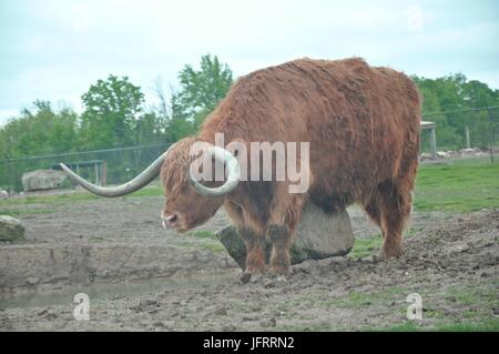 Ein brauner Yak steht in einem Feld Stockfoto