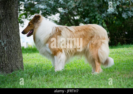 Rough Collie Profil auf der Farm in Missouri, USA. Stockfoto