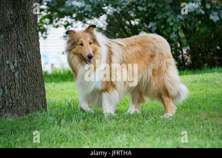 Rough Collie posiert auf der Farm in Missouri, USA. Stockfoto