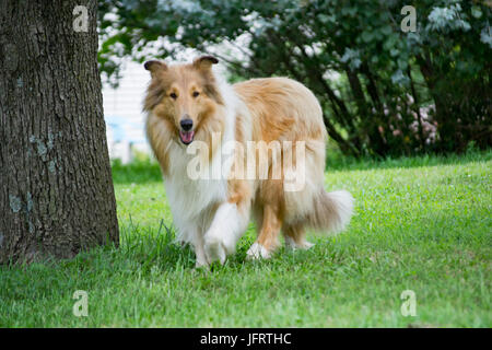 Rough Collie auf der Farm in Missouri, USA. Stockfoto