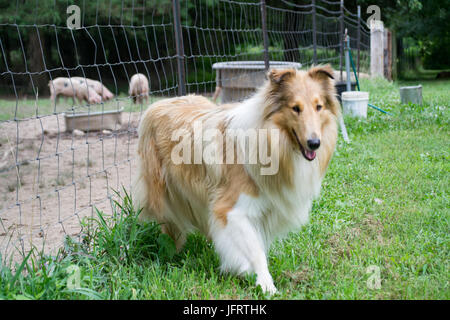 Rough Collie von den Schweinen auf der Farm in Missouri, USA. Stockfoto