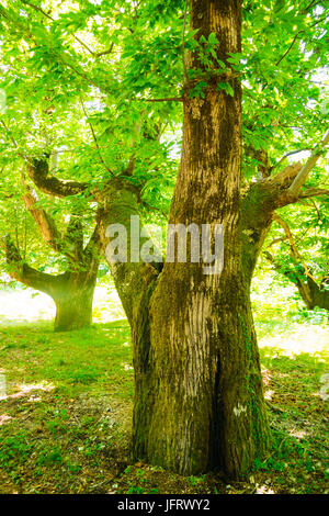 Vertikale Foto der alten Baum in einem grünen Wald Stockfoto
