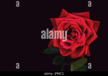 Einzelne große stieg auf schwarzem Hintergrund unten und die rote Rose in der rechten Ecke. Exemplar auf der linken Seite. Stockfoto