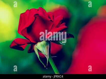 Longstemmed rote Rose auf dem Ast in einem Garten. Rose Nahaufnahme mit unscharfen Hintergrund für Exemplar Stockfoto