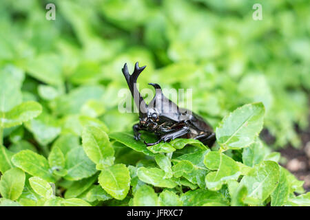 Der schöne dynastische Käfer, Männlich, thront auf Blatt. Selektiven Fokus. Blätter-Hintergrund Stockfoto