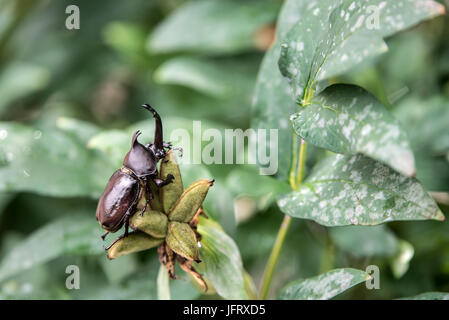 Der schöne dynastische Käfer, Männlich, thront auf Blatt. Selektiven Fokus. Blätter-Hintergrund Stockfoto