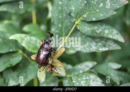 Der schöne dynastische Käfer, Männlich, thront auf Blatt. Selektiven Fokus. Blätter-Hintergrund Stockfoto