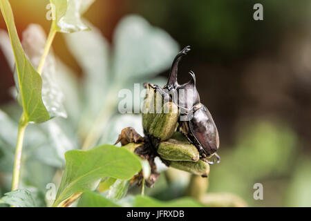 Der schöne dynastische Käfer, Männlich, thront auf Blatt. Selektiven Fokus. Blätter-Hintergrund Stockfoto