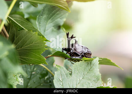 Der schöne dynastische Käfer, Männlich, thront auf Blatt. Selektiven Fokus. Blätter-Hintergrund Stockfoto