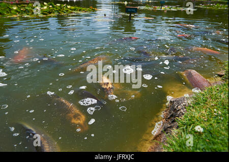 Fisch (Karpfen) Fütterung in großen Zahlen n ein formaler Garten Stockfoto