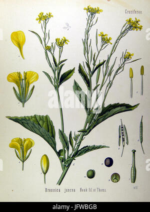 Brassica Juncea (Köhler) Stockfoto