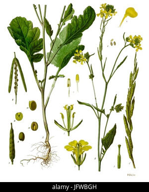 Brassica Nigra - Köhler-s Medizinal-Pflanzen-170 Stockfoto