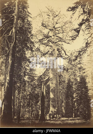 Carleton Watkins (American - Sequoia Gigantea - Grizzly Giant - Mariposa Grove - Google Art Project Stockfoto