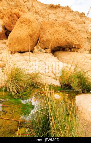 Ein Gedi Naturreservat in Israel. Stockfoto