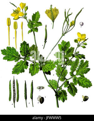 Diese Illustration von *Chelidonium majus*, auch bekannt als Großcelandine, ist Teil von Köhlers *Medizinal-Pflanzen*, die die Eigenschaften und botanischen Eigenschaften der Heilpflanze veranschaulicht. Stockfoto