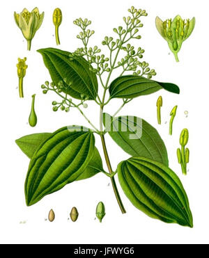 Cinnamomum Verum - Köhler-s Medizinal-Pflanzen-182 Stockfoto