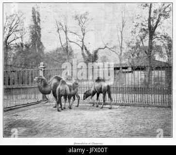 Clément Maurice Paris En Plein Air, BUC, 1.897.130 Dromadaires et Chameaux Stockfoto