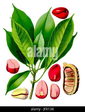 Cola Acuminata - Köhler-s Medizinal-Pflanzen-190 Stockfoto