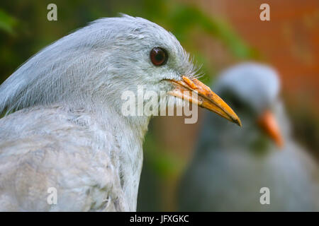 Köpfe von zwei seltene kagu Vögel (rhynochetos jubatus) aus Neukaledonien Stockfoto