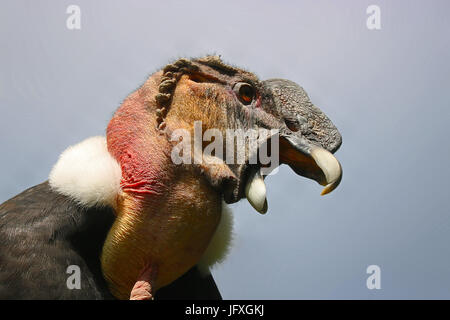 Leiter einer angreifenden männlicher Andenkondor Geier Vultur gryphus Stockfoto