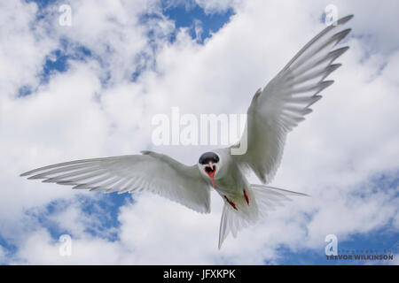 Arktischen Seeschwalbe auf die Inner Farne Islands Stockfoto