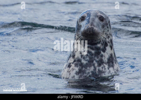 Grau-Siegel aus den Farne islands Stockfoto