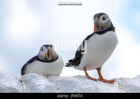 Papageitaucher auf den inneren Farne islands Stockfoto