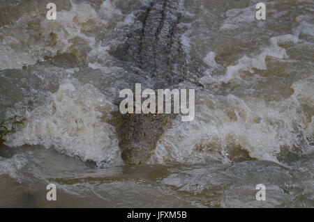 Nilkrokodil Stockfoto