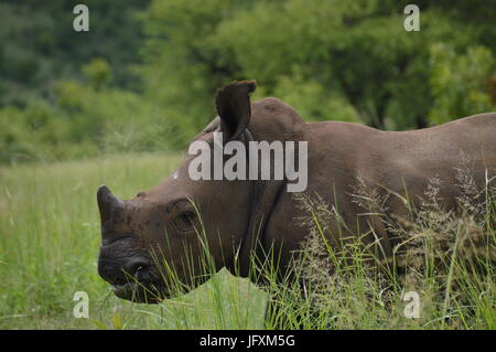 White Rhino in pilansber Nationalpark Stockfoto