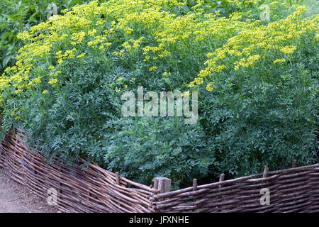 Ruta graveolens im Kräutergarten, Weidenhochbett Stockfoto