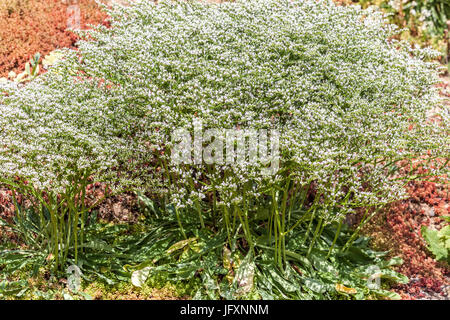 Goniolimon Incanum, geeignet für getrocknete Blumensträuße Pflanze Stockfoto