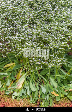 Goniolimon Incanum, geeignet für getrocknete Blumensträuße Pflanze Stockfoto