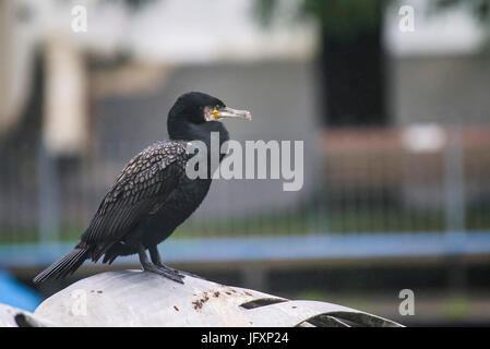 Ein Erwachsener Kormoran. Phalacrocorax carbo Stockfoto