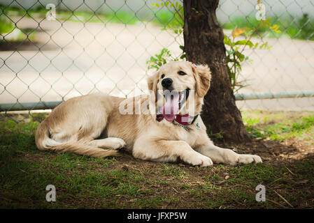 Porträt von Golden Retriever Hündin, Zunge raus Stockfoto