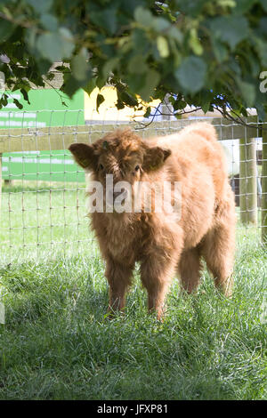 Highland-Kalb, Bos Taurus, auf einer Wiese Stockfoto