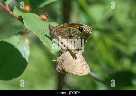 Wiese braun Schmetterlinge (Maniola Jurtina) - Paarung paar Stockfoto