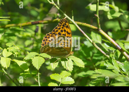 Silber - gewaschen Fritillaryschmetterling (Ceriagrion tenellum) in Alice holt Forest, Großbritannien Stockfoto