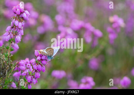 Silber besetzte blaue Schmetterling (Plebejus Argus) auf bunt blühenden Glocke Heidekraut (Erica Cinerea) in Hampshire, UK Stockfoto