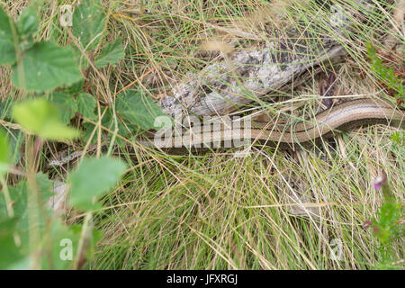 Slow worm (Anguis fragilis) unter Gras, im Moor Lebensraum Aalen, Großbritannien Stockfoto