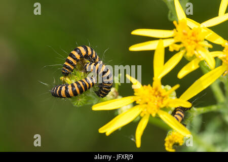 Gestreifte Zimtmottenraupen (Tyria jacobaeae), die sich von Ragwurz (Jacobaea vulgaris) ernähren, Vereinigtes Königreich Stockfoto