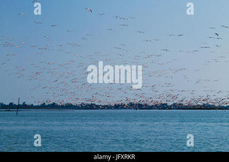 Herde von rosafarbenen Flamingos von "Delta del Po' Lagune, Italien. Natur panorama Stockfoto