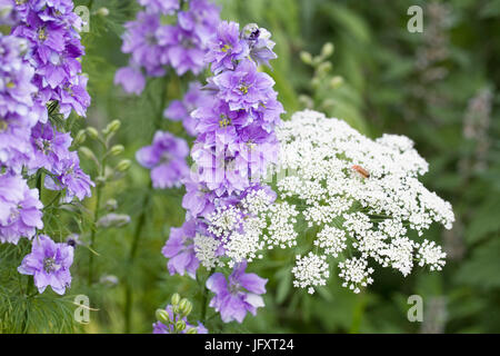 Konsolidierung und Ammi Majus Blüte in eine Grenze. Stockfoto