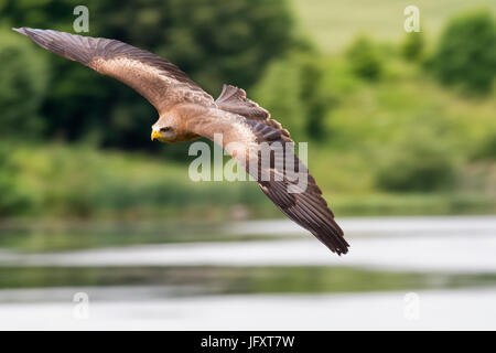 Yellow-billed Kite Stockfoto