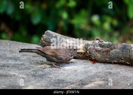 Erwachsene weibliche eurasische Amsel, Turdus Merula, hockend vor ein Protokoll in einem Garten in Surrey, Südostengland, UK Stockfoto